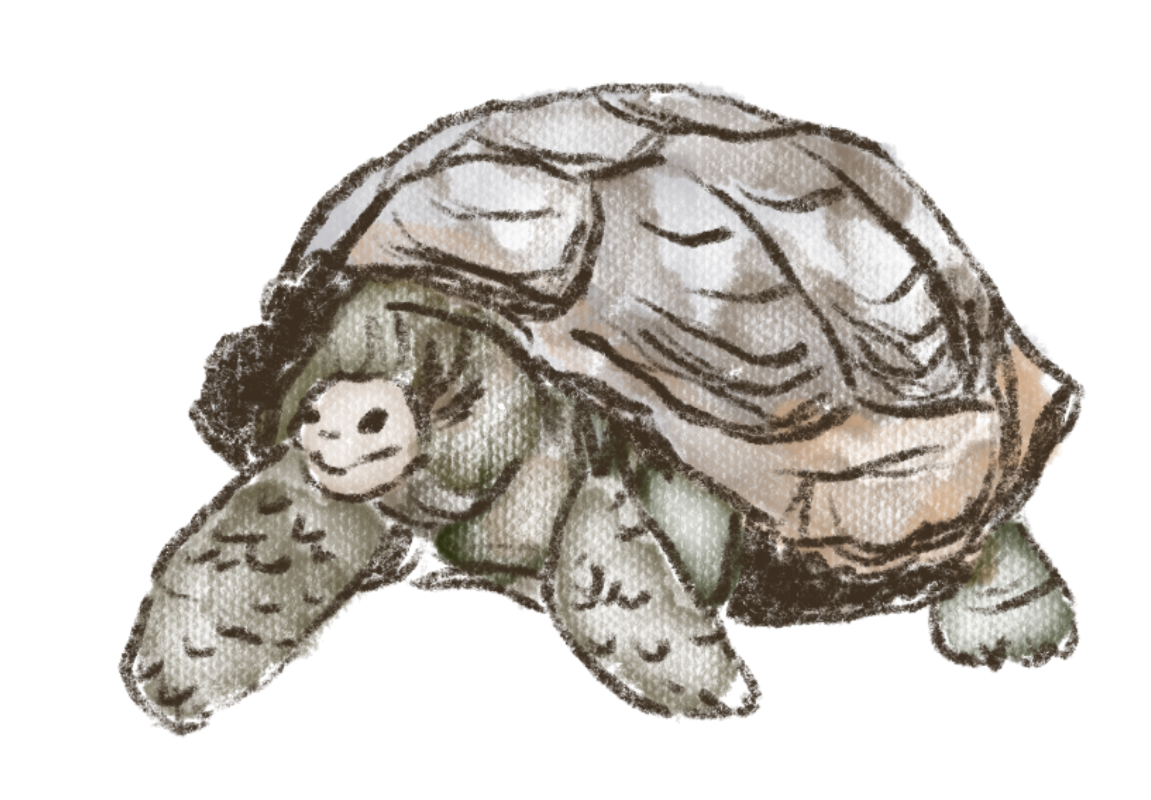 Galapagos tortoise drawing