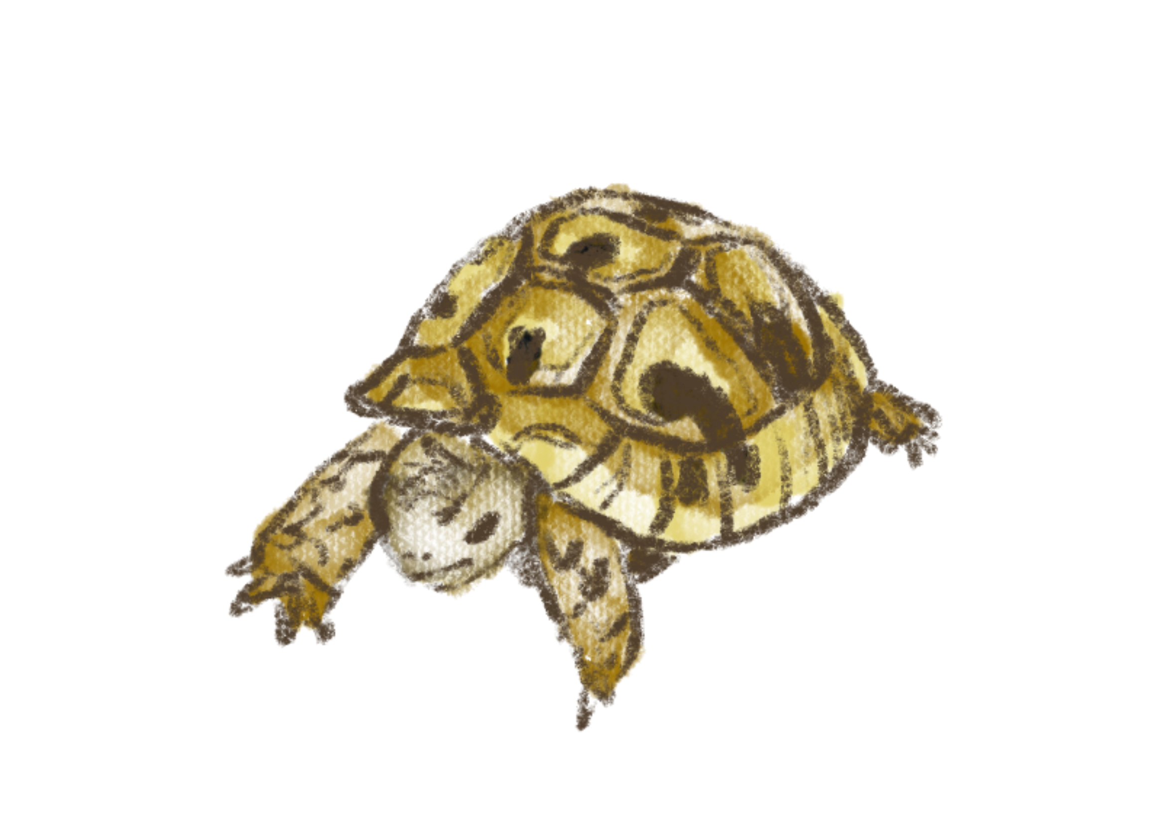 Hermann tortoise drawing