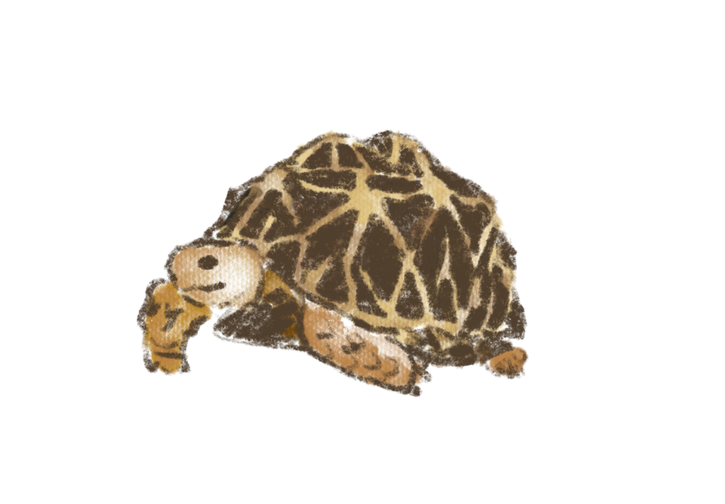 Indian star tortoise drawing