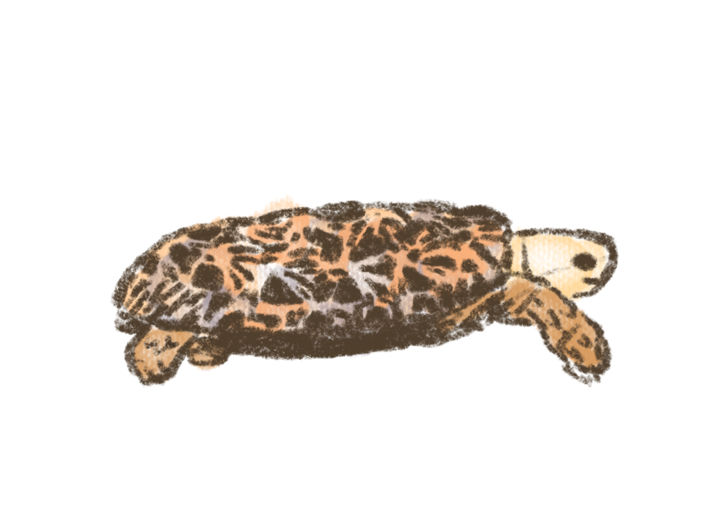 Pancake tortoise drawing