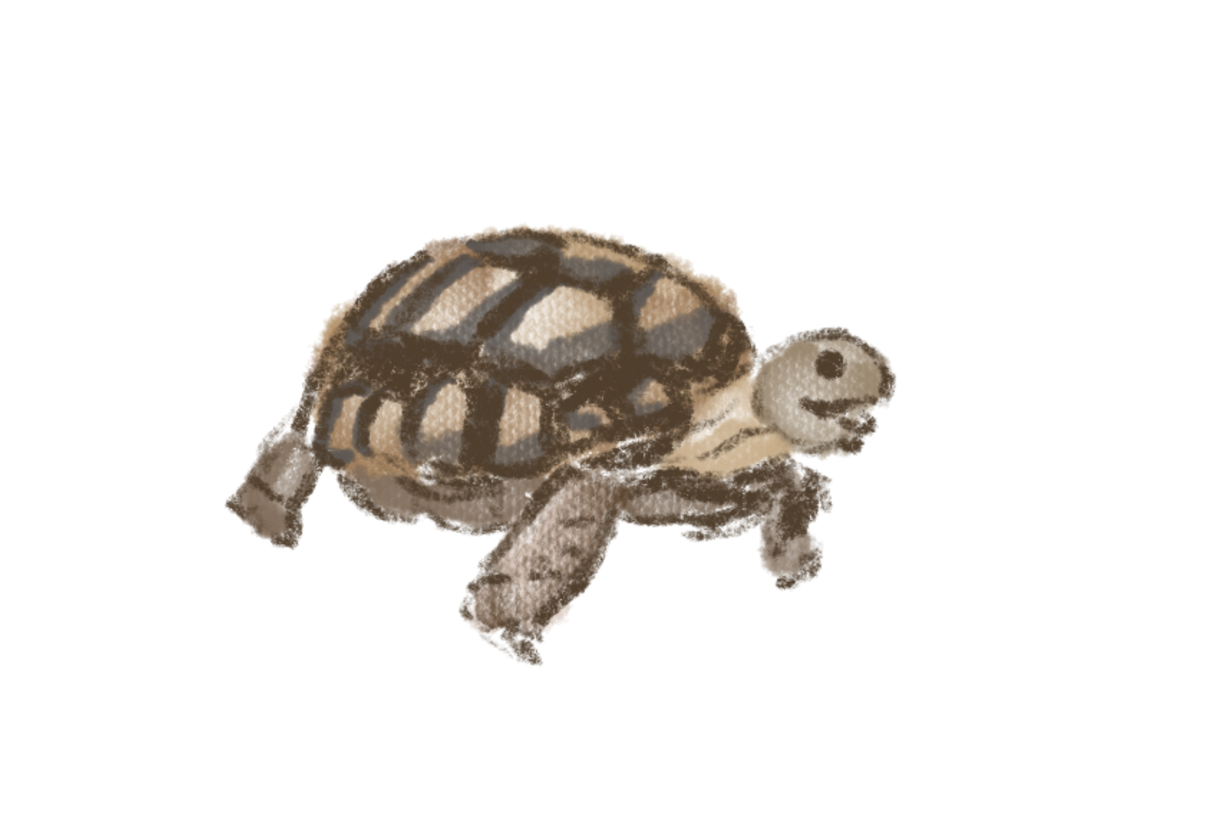 Desert tortoise drawing