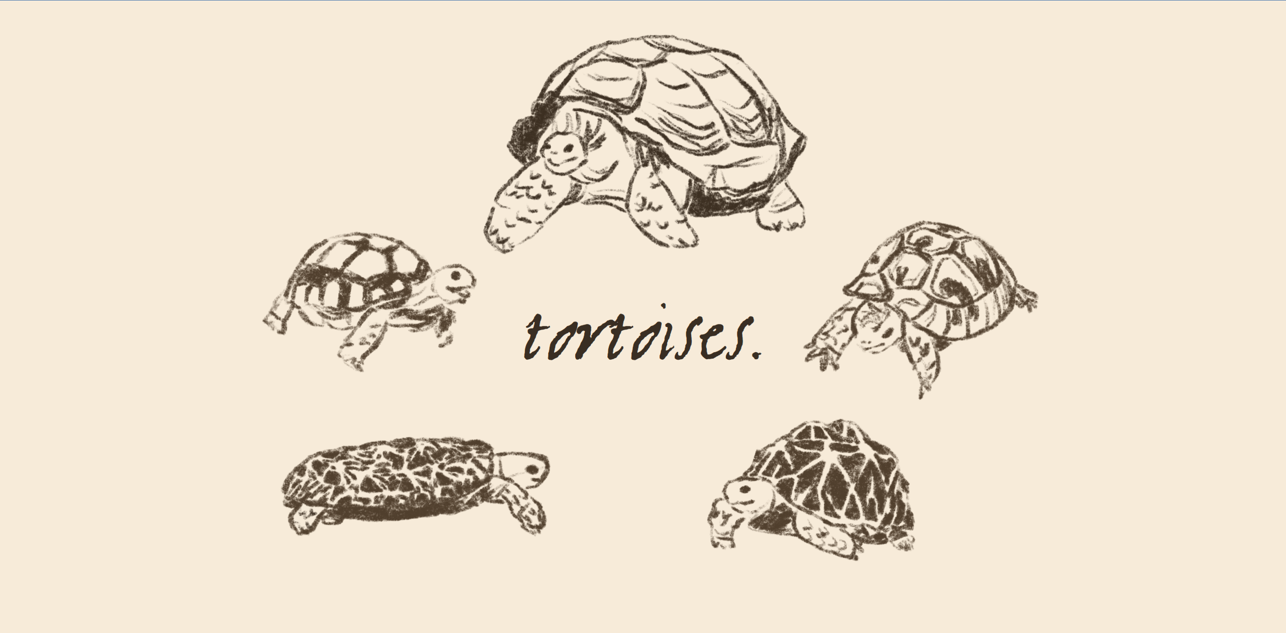Tortoises Screenshot 1