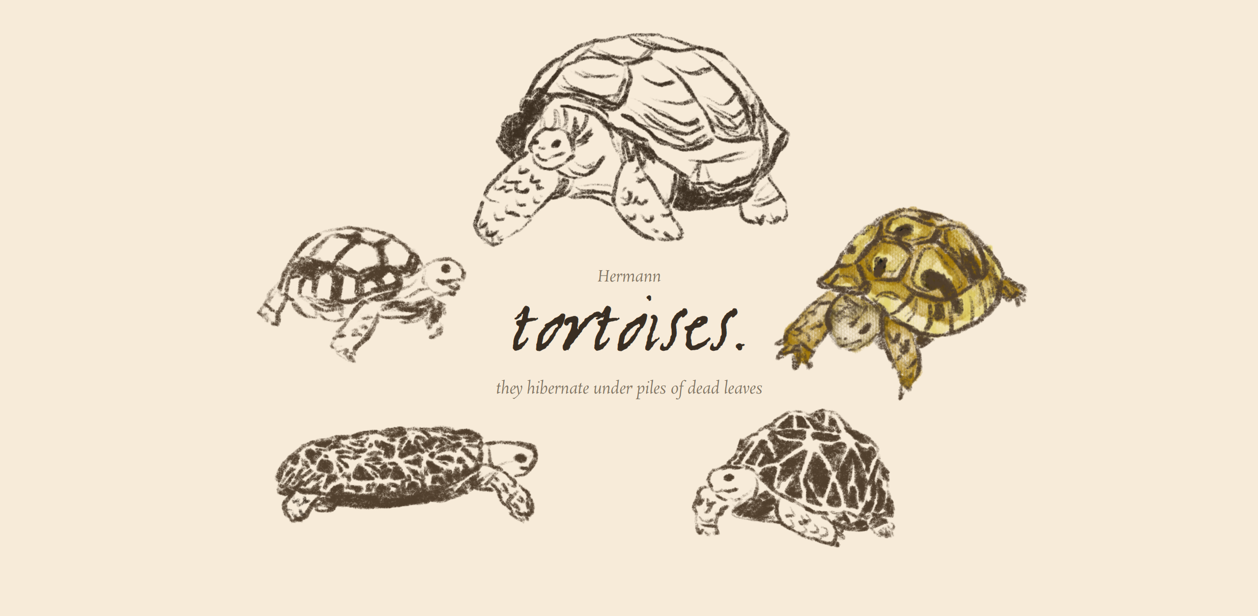 Tortoises Screenshot 2